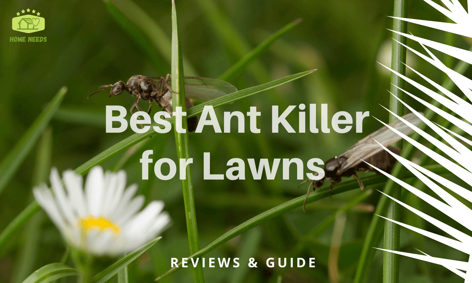 Best Ant Killer for Lawns