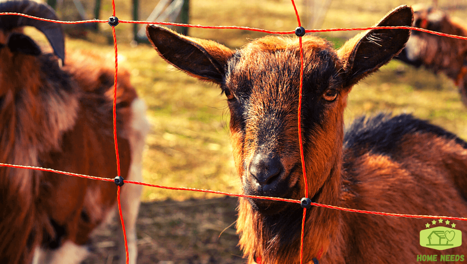 Electric Goat Fence