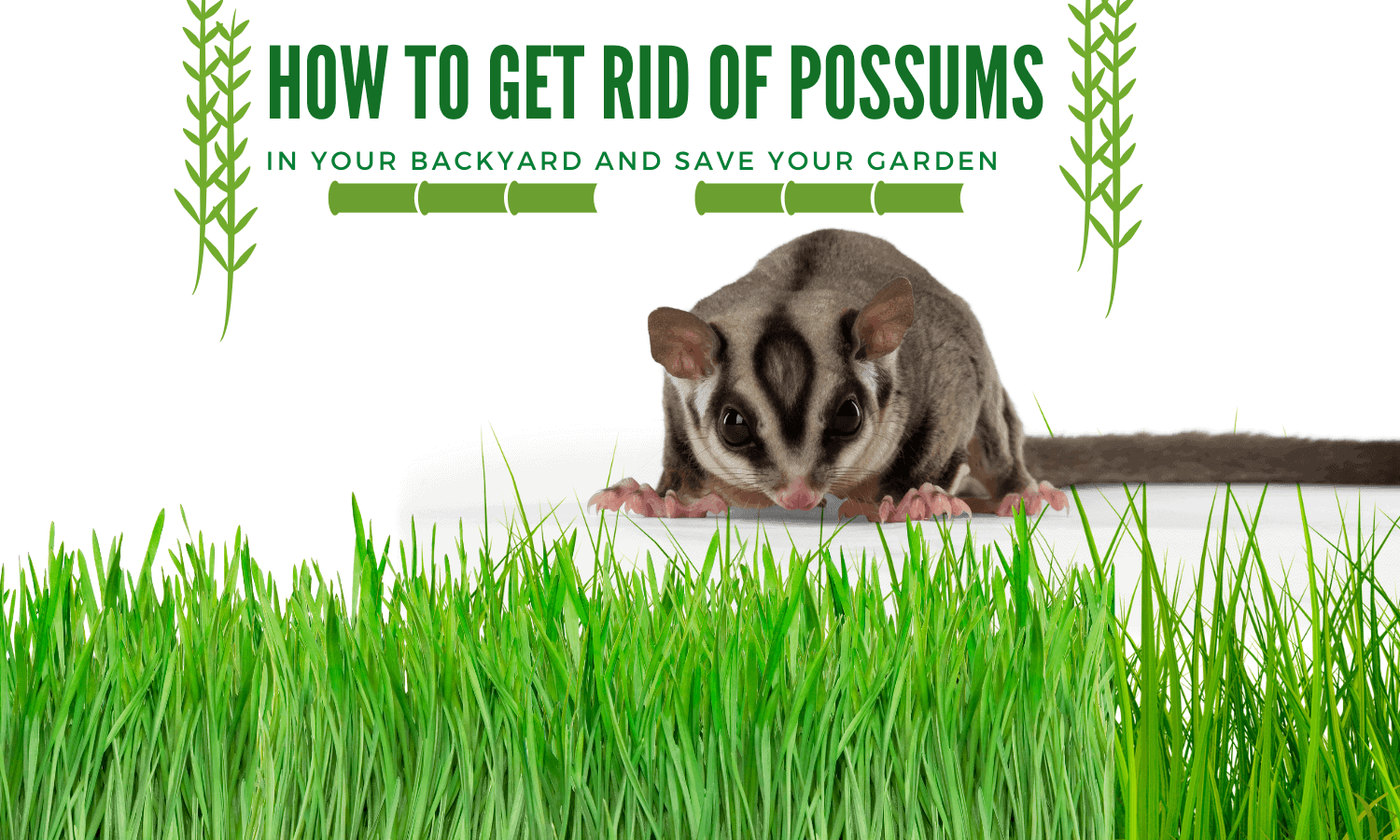 HOW TO GET RID OF POSSUMS IN YOUR BACKYARD