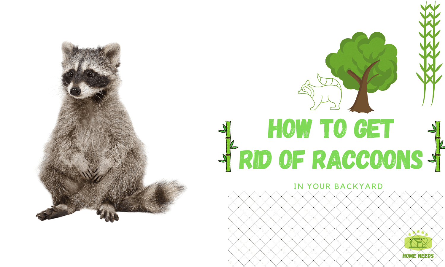 HOW TO GET RID OF RACCOONS