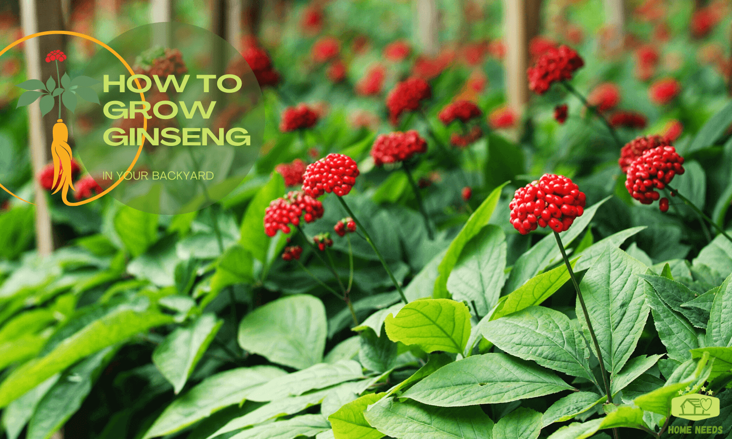HOW TO GROW GINSENG IN YOUR BACKYARD