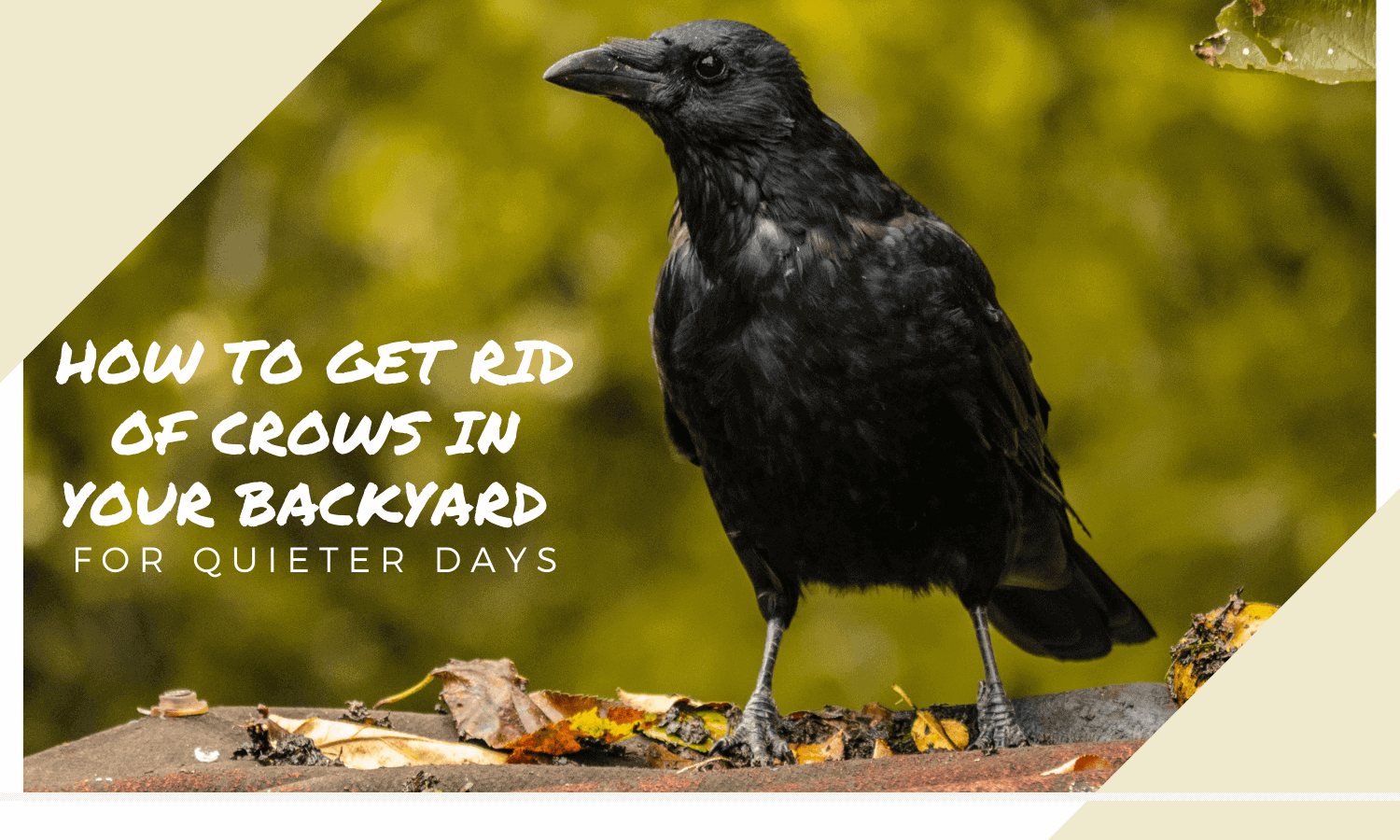 How to get rid of Crows