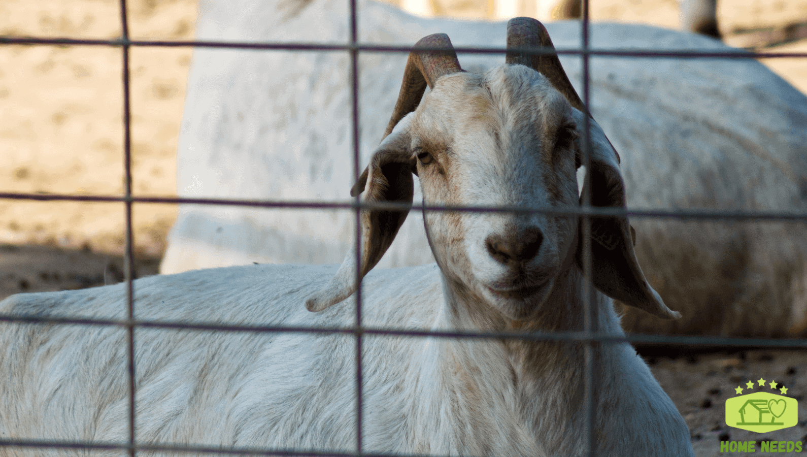 Square Wire Goat Fencing