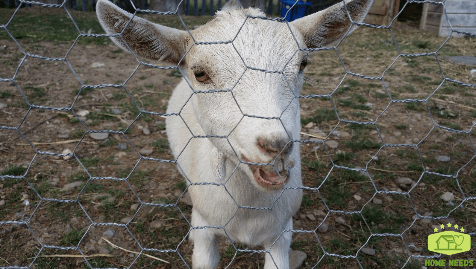 Wood Framed Mesh Goat Fence