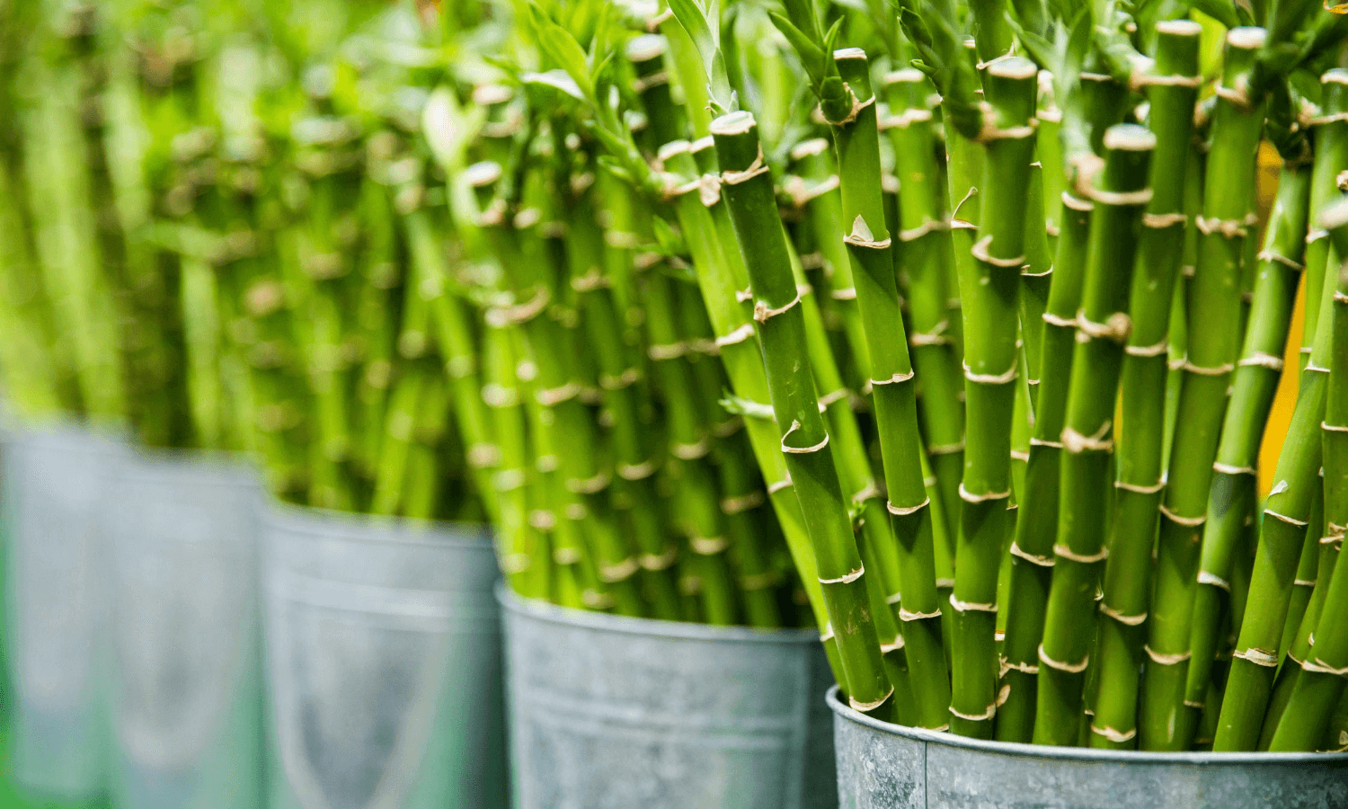 How To Propagate Bamboo