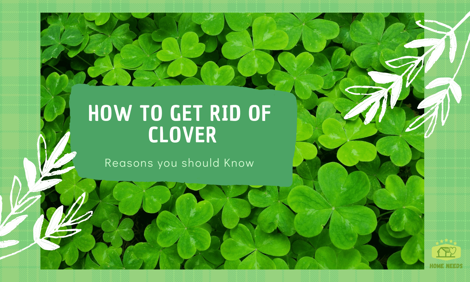 How to Get Rid of Clover