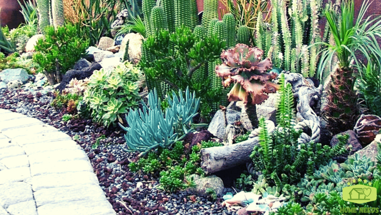 Cactus Rock Garden