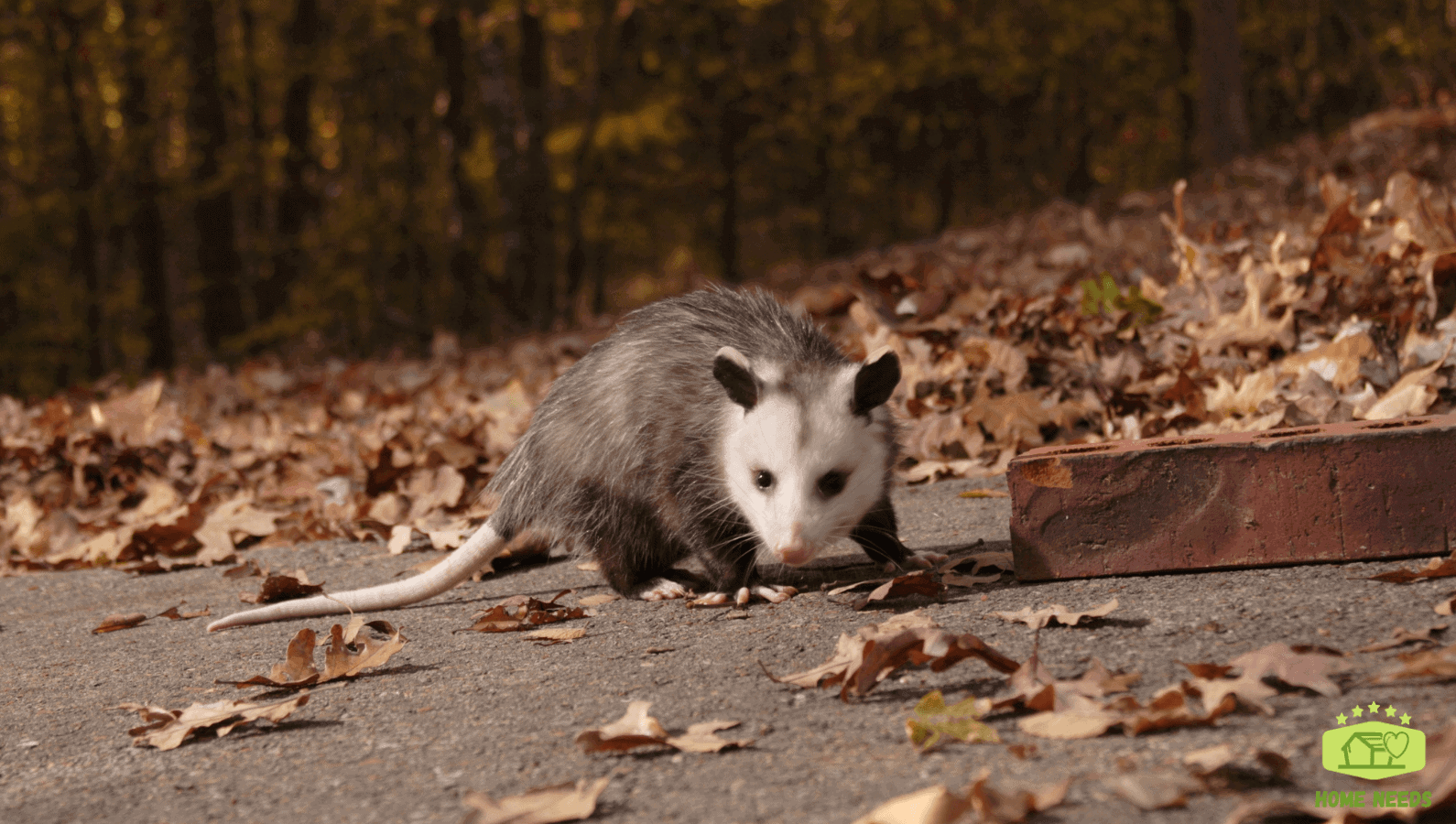 How To Get Rid of Possums In Your Backyard