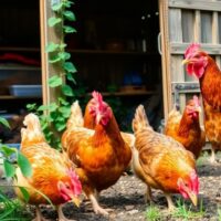 Chickens pecking in a green backyard environment.