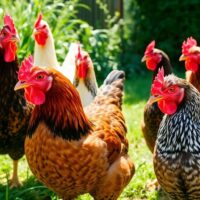 Healthy chickens in a sunny yard pecking for food.